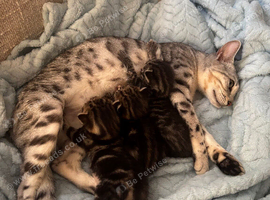 Bengal Kittens