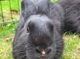 3 Lionhead X Silver Marten