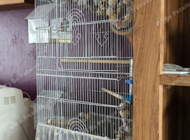 3 x Male Zebra Finches