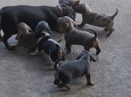 Beautiful isabella Miniature dachshund puppies