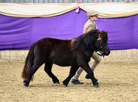 Standard Shetlands