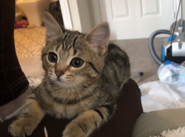 Kitten