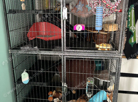 Two male rats for rehoming.