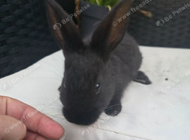Giant conti cross flemish giant