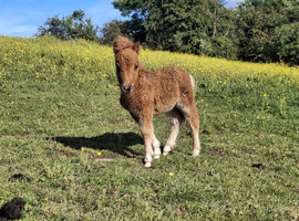 Miniature Shetland filly