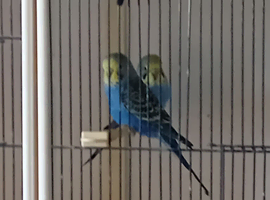 Budgies