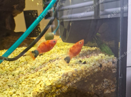 Tiger platys