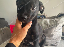 Rottweiler cross boxer