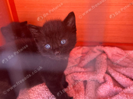 Beautiful kittens