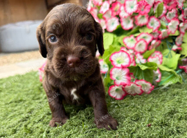 Cocker spaniel pups