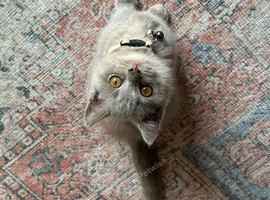 British Shorthair Kitten