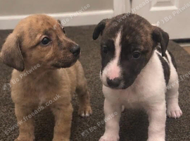 jack russell pups