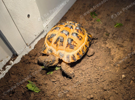 Female horsefield tortoise