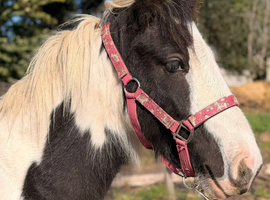 Handsome Piebald Gelding