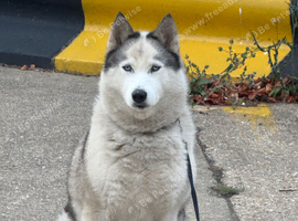 Siberian Husky Dog Available