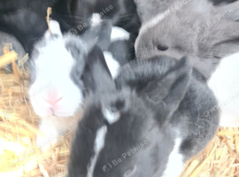 Lovely lot