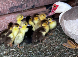 Muscovey Ducklings