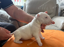 beautiful litter with champion blood lines