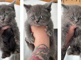 Persian x exotic/ragdoll READY TO GO