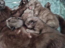 Kittens