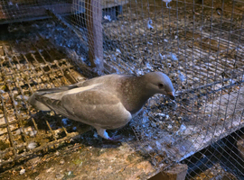 Hen