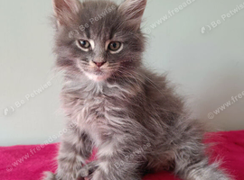 Tica Registered Maine coon kittens