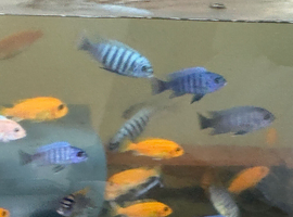 Mbuna cichlids for sale delivery possible