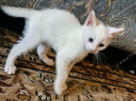 Maine coon cross kittens ready now