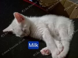 6 mixed breed kittens, tuxuedo, white, and black kittens