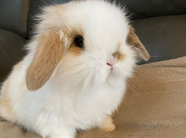 Mini lop litter ready 31st May. Unusual colours