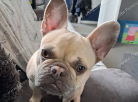 Female French bulldog