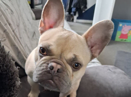 Female frenchie