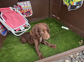 Cocker spaniel