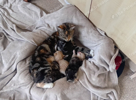 Lovely kittens