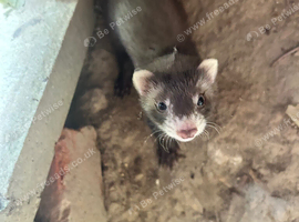 Baby Ferrets