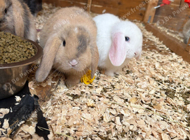 Gorgeous mini lop babies