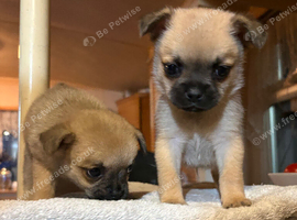 Pom x pug puppies