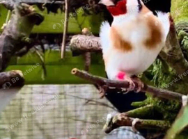 I&rsquo;m looking for a goldfinch male or female
