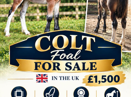 Cob X foal to make 15HH++ Ride & Drive Potential