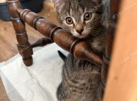 2 Tabby boys still available