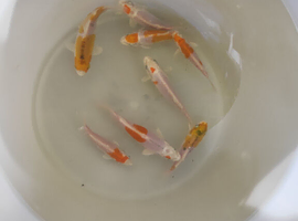 Japanese koi Kikusui metallic 4-6 inch (QTY.8)