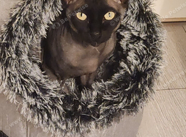 Tica active shpynx boy and female odd eyes parents