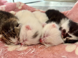 Four Adorable Kittens!