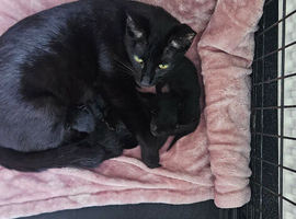 kittens for sale