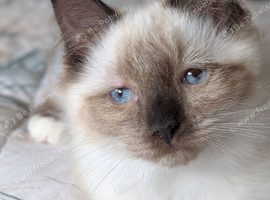 Gorgeous Seal Mitted Ragdoll Boy