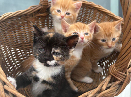 Cute kittens for sale