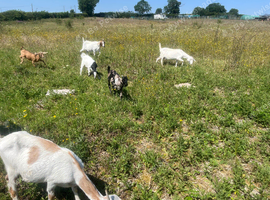 Goats for sale