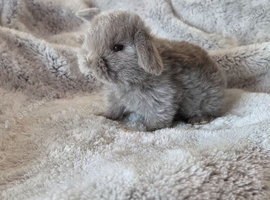 Mini lop bunnies