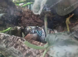 Dendrobates auratus