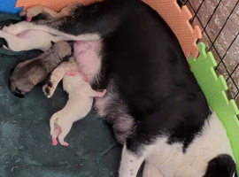 Stunning Pink Pug Puppies Available
